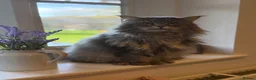 Maine Coon cats for sale: Purebred Maine Coon Kittens.Blue,Black Smoke,Tabby - Advert 6