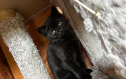 British Shorthair cats for sale: Kittens for forever homes - Image 8