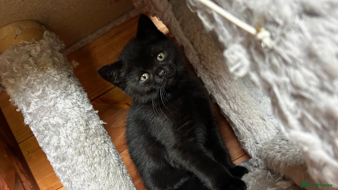 British Shorthair cats for sale: Kittens for forever homes - Image 8