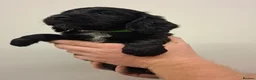 Cocker Spaniel dogs for sale: Black cocker spaniel puppies  - Advert 19