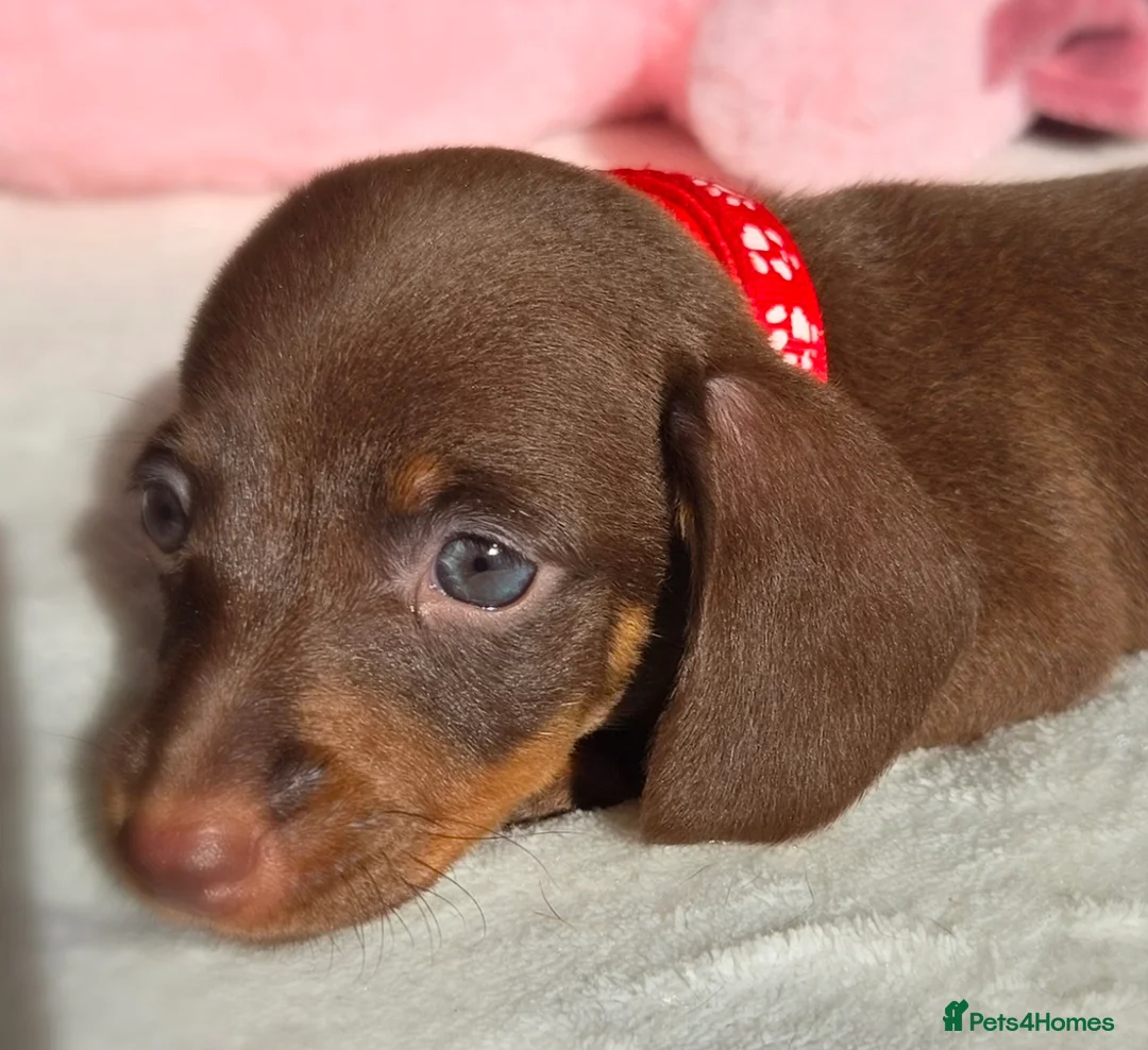 Miniature Dachshund dogs for sale: 🖤 Stunning Miniature Dachshunds 🖤 - Advert 1
