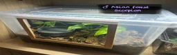 Tarantulas invertebrates for sale: Various tarantulas looking for new homes - Advert 18