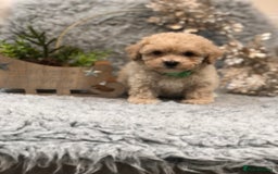 Poochon dogs for sale: Tiny babies ❤️❤️❤️ - Advert 5