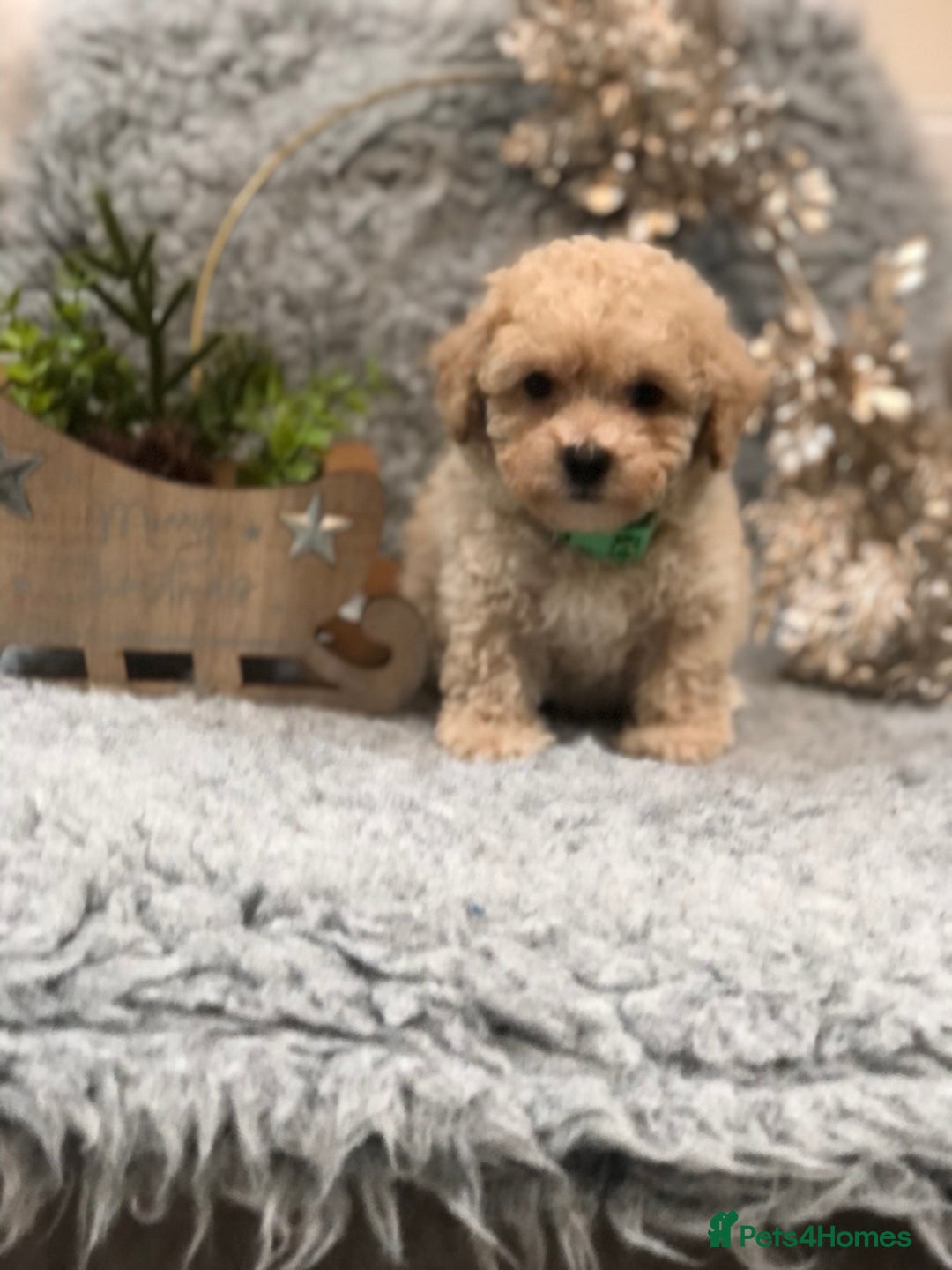Poochon dogs for sale: Tiny babies ❤️❤️❤️ - Advert 5