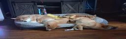 Japanese Shiba Inu dogs for sale: 2 KC female shiba pups looking for forever home. - Advert 3