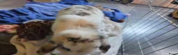 English Spot rabbits for sale: Neutred beautiful boy looking gor his forever home - Advert 8
