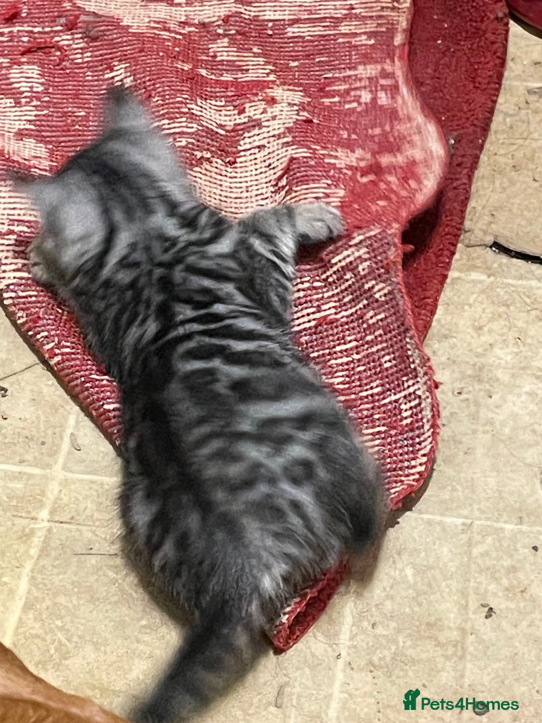 Bengal cats for sale: Bengal x kittens boys  - Advert 4