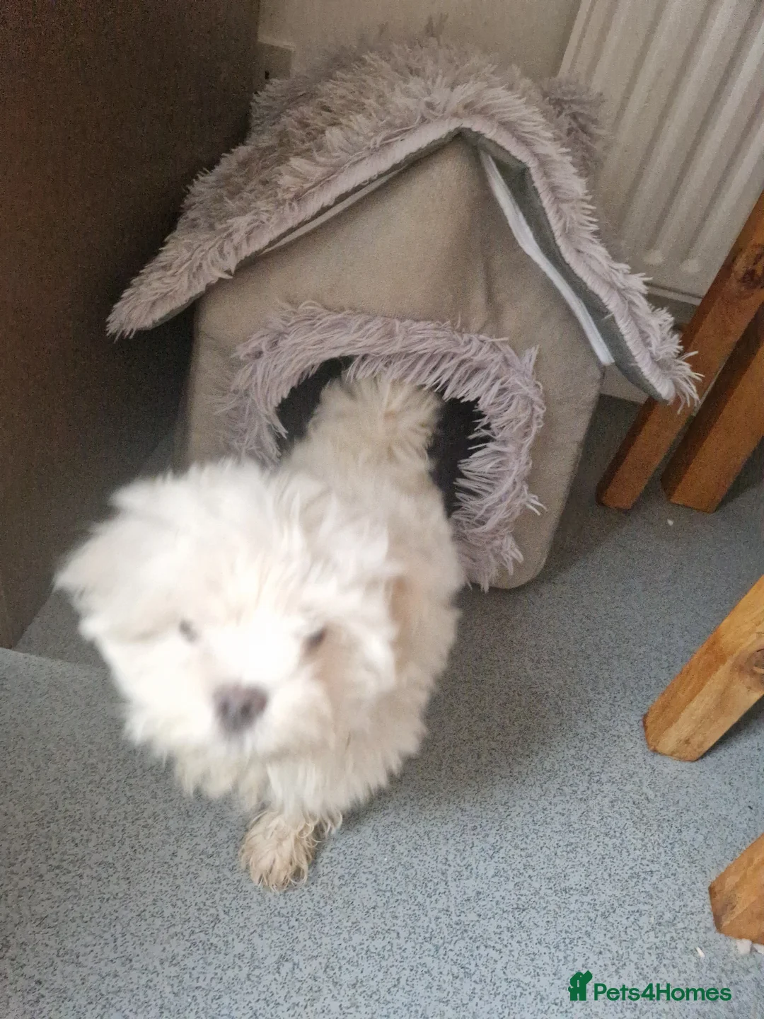 Maltese dogs for sale: Maltese toybreed - Advert 2