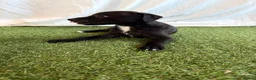 Whippet dogs for sale: Beautiful working whippets  - Advert 9