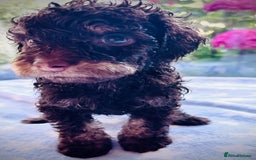 Cockapoo dogs for sale: Stunning fully DNA tested Cockapoo puppies - Image 10
