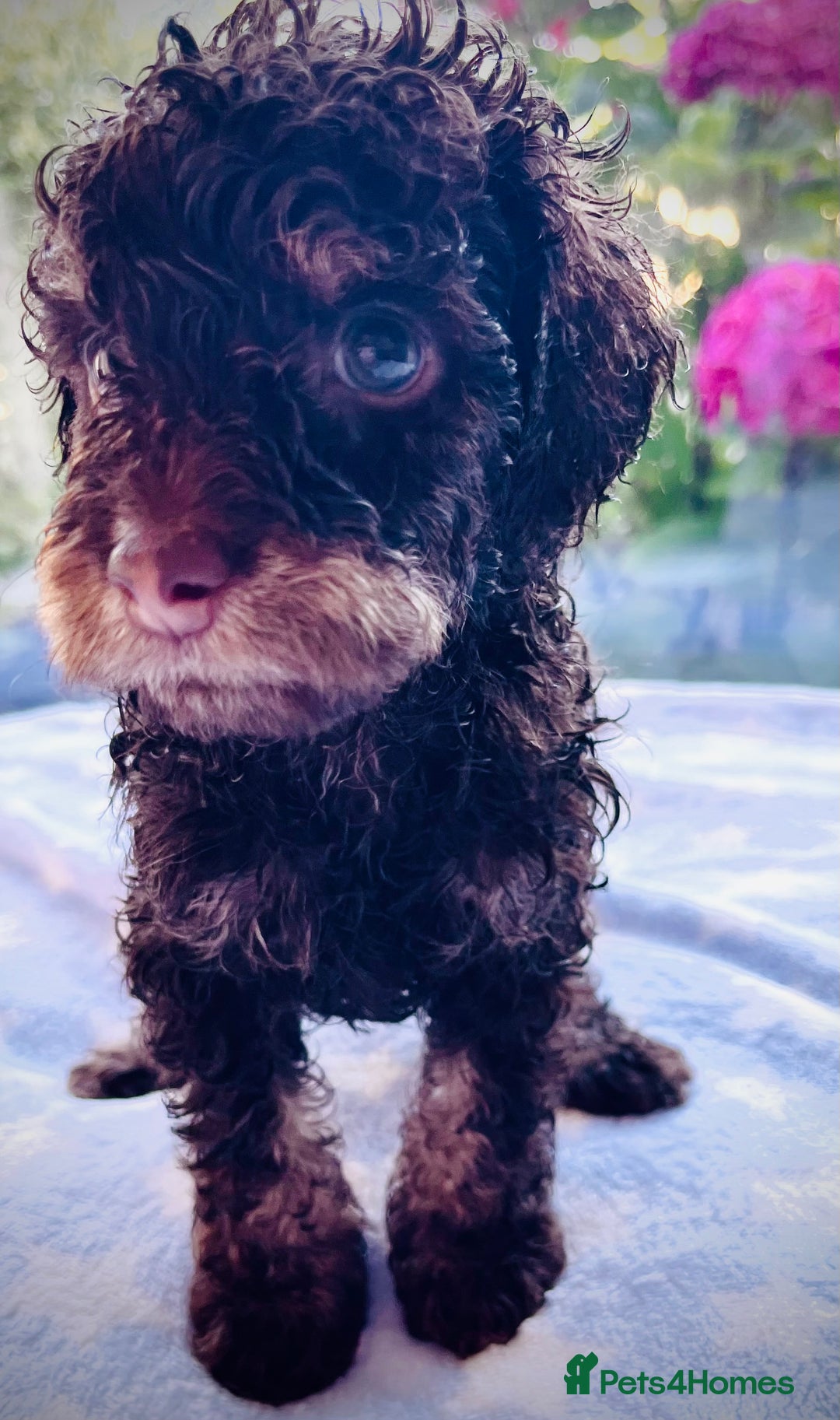Cockapoo dogs for sale: Stunning fully DNA tested Cockapoo puppies - Image 10