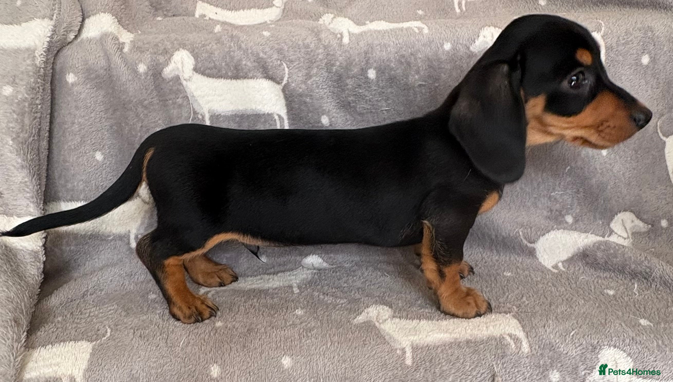 Miniature Dachshund dogs Miniature Smooth Dachshund's  - Advert 2