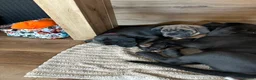 Cane Corso dogs for sale: Cane corso pups  - Advert 7