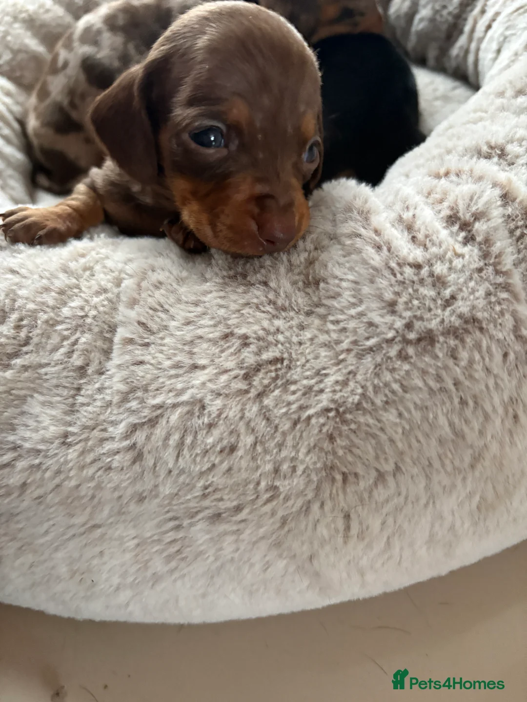 Miniature Dachshund dogs for sale: Stunning miniature dachshunds PRA clear   in Nottingham - Advert 2