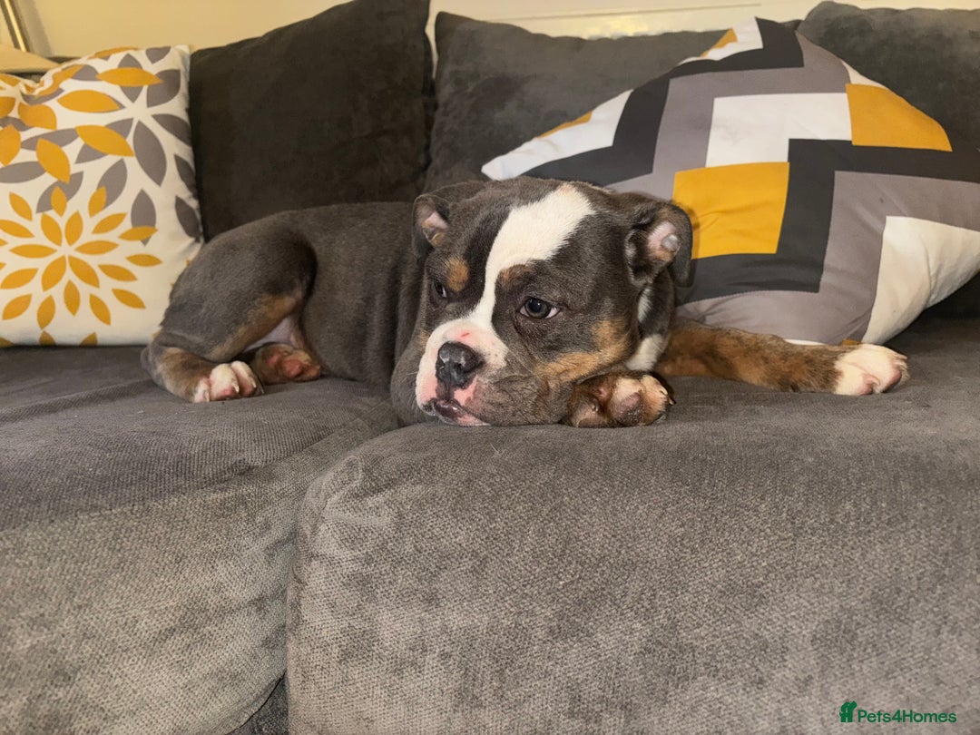 Olde English Bulldogge dogs for sale: Olde English bulldogs - Advert 5