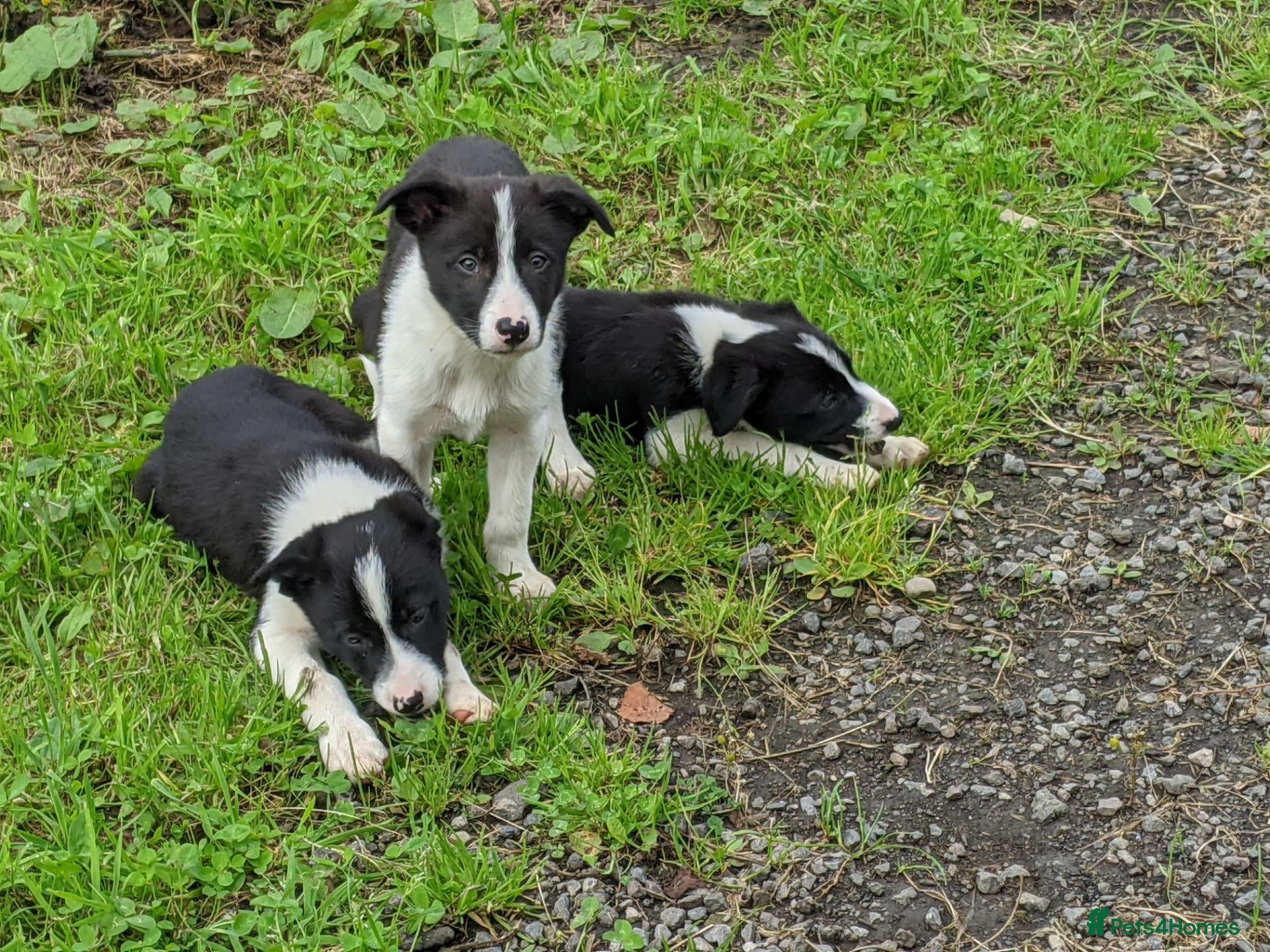 Border Collie dogs Isds border collie pups for sale - Advert 16