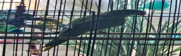 Ringnecks birds for sale: 2 baby ringnecks in Llantwit Major - Advert 7