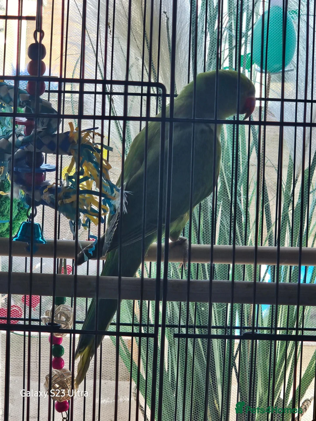 Ringnecks birds for sale: 2 baby ringnecks in Llantwit Major - Advert 7