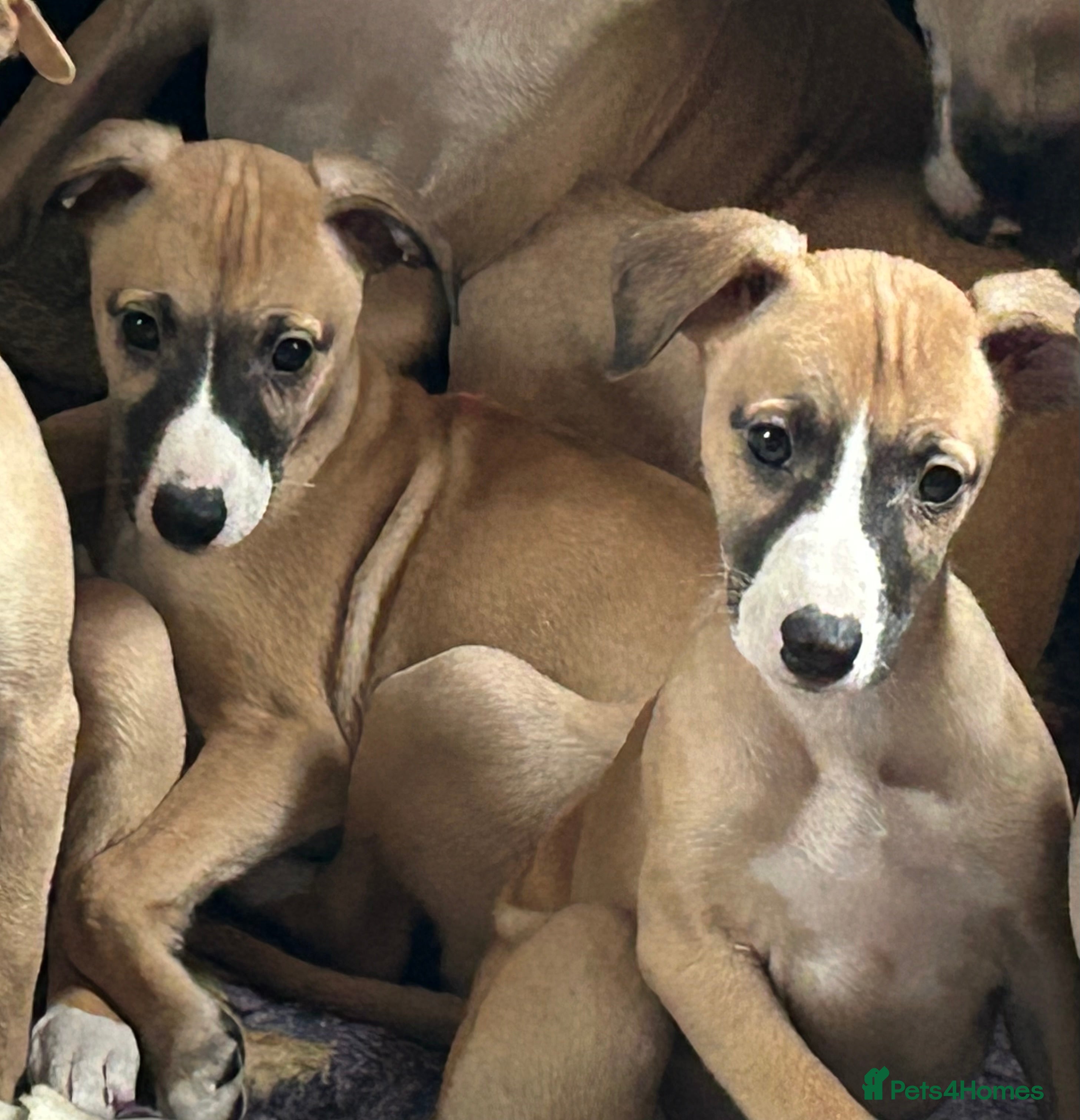 Whippet dogs Ready from 18 th dec  Full pedigree and kc reg  - Advert 4