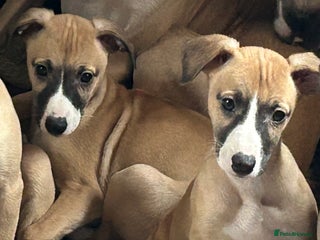 Whippet dogs Ready from 18 th dec Full pedigree and kc reg - Advert 1