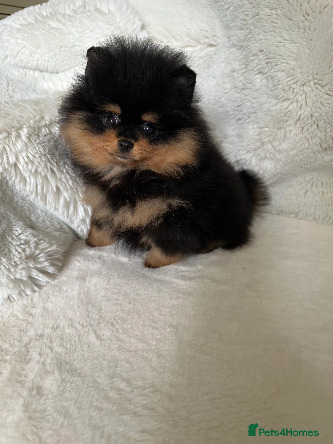Pomeranian dogs for sale: 🏆KC Russian/Taiwan 🏆Pomeranian puppies - Advert 1