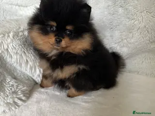 Pomeranian dogs KC Russian/Taiwan Pomeranian puppies - Advert 11