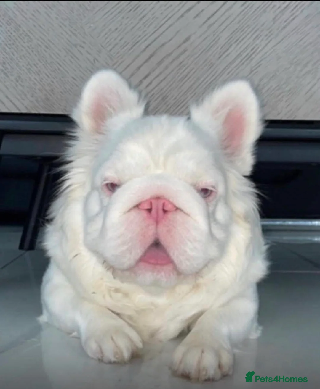 French Bulldog dogs for sale: Top quality fluffy Frenchbulldogs - Advert 3