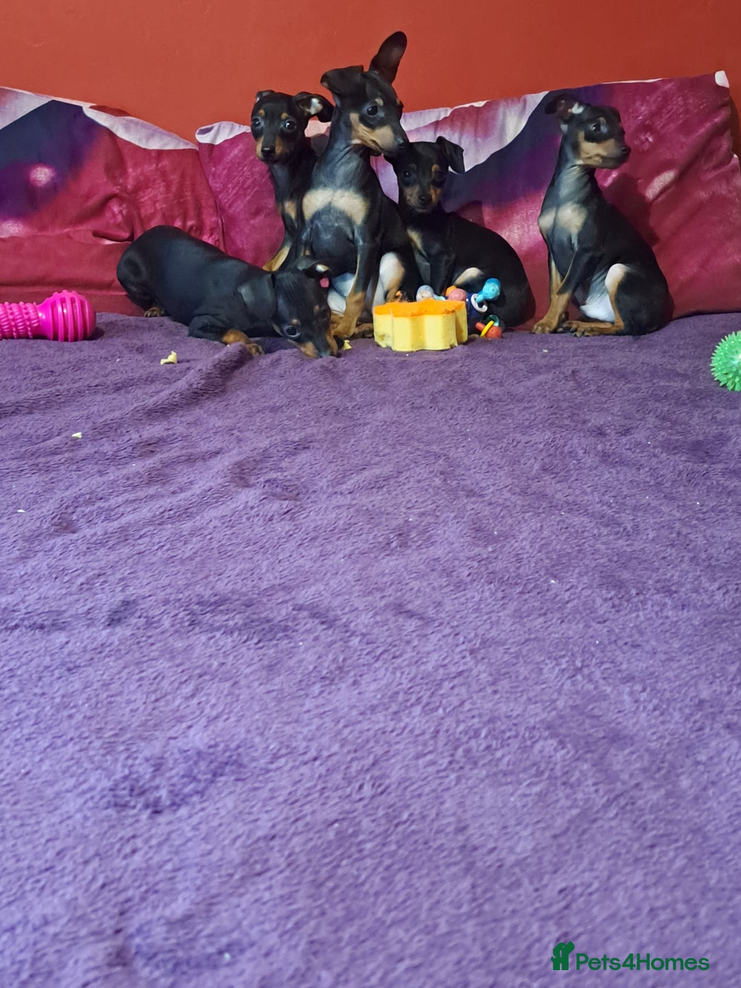 Miniature Pinscher dogs for sale: Miniature Pinscher Puppies 🐾   - Advert 4