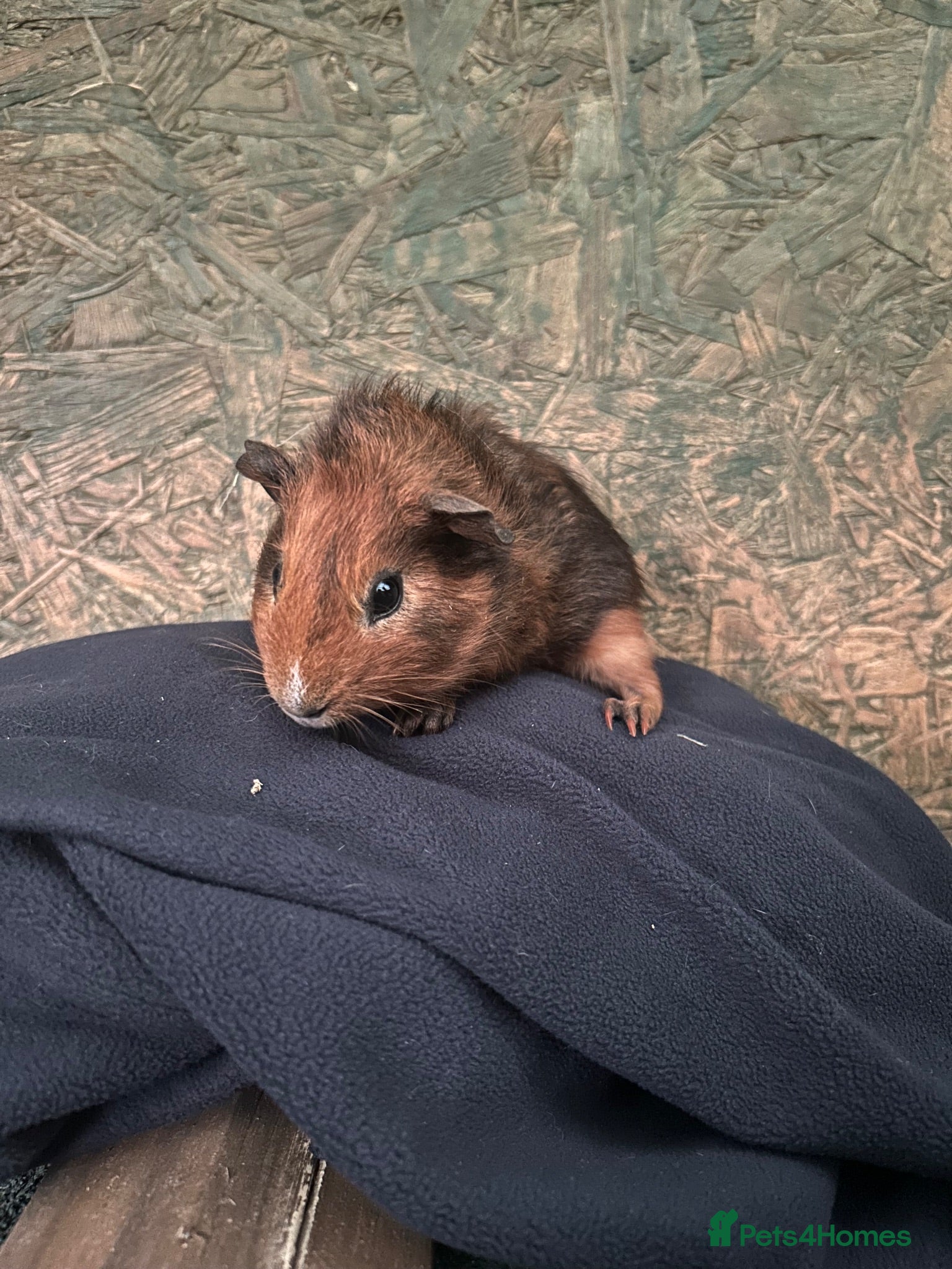 Guinea Pig rodents Male Guinea pig  - Advert 11