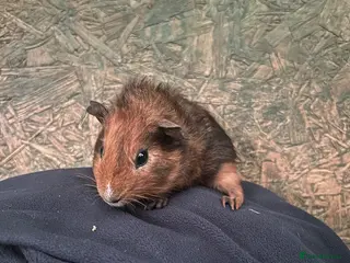 Guinea Pig rodents Male Guinea pig - Advert 2