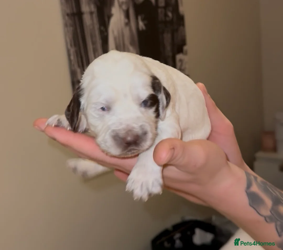 Cocker Spaniel dogs for sale: 9 Week Old - Boy Working Cocker Spaniel  - Advert 4