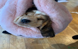 Cocker Spaniel dogs for sale: SHOW cocker spaniel puppies  - Image 22