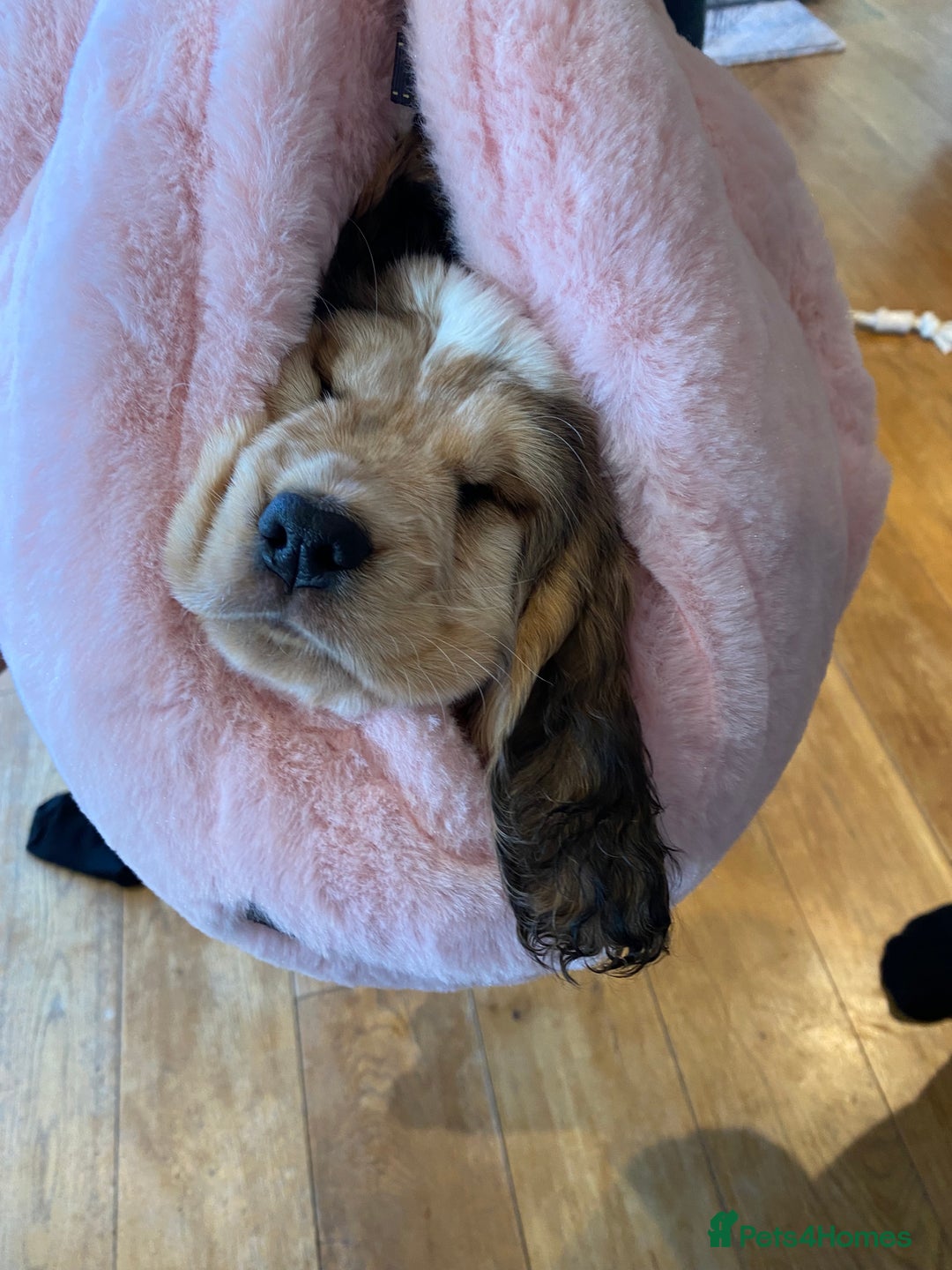Cocker Spaniel dogs for sale: SHOW cocker spaniel puppies  - Image 22