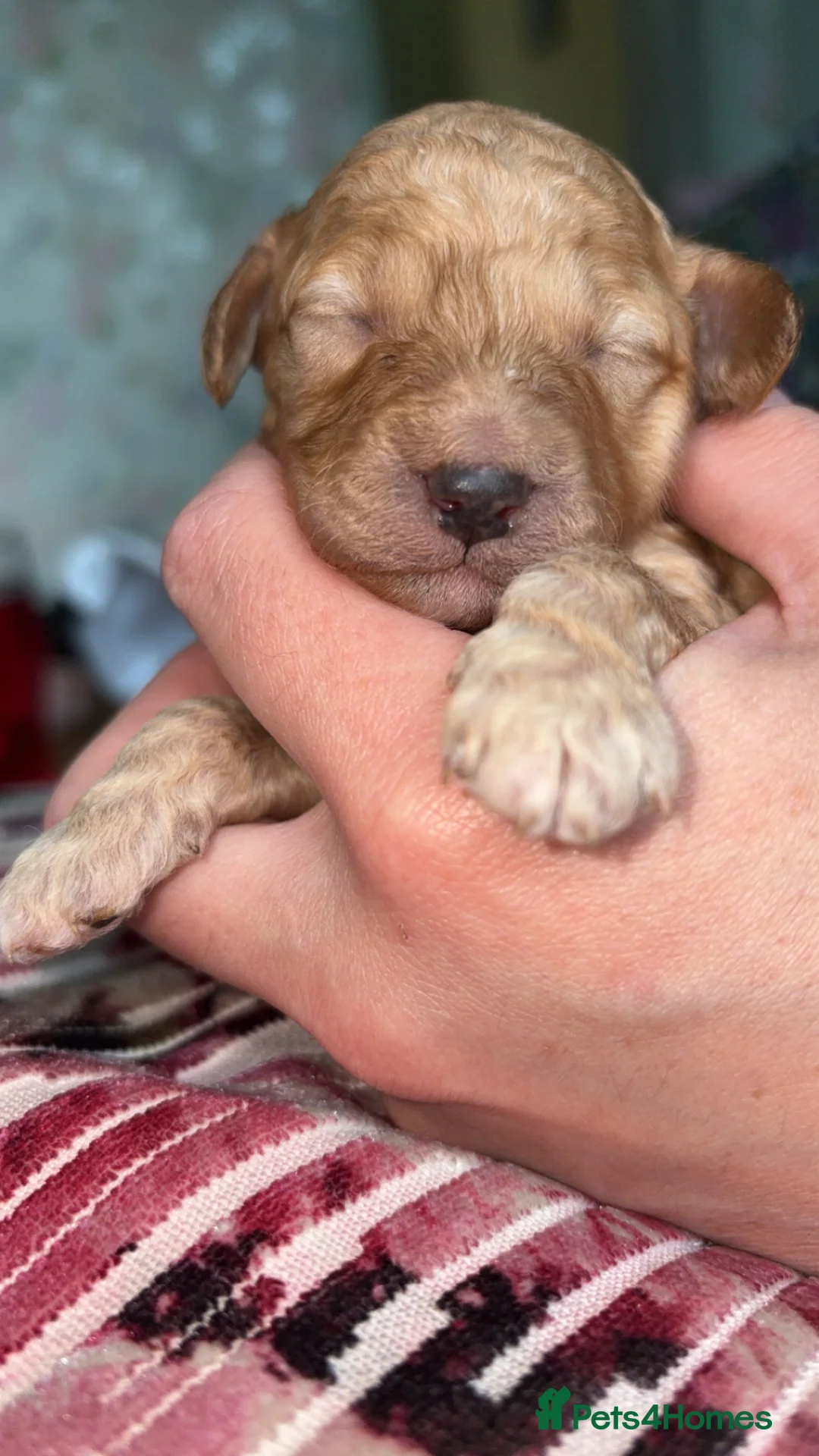 Cockapoo dogs for sale: Stunning F1B Cockapoos  in Stockport - Advert 41