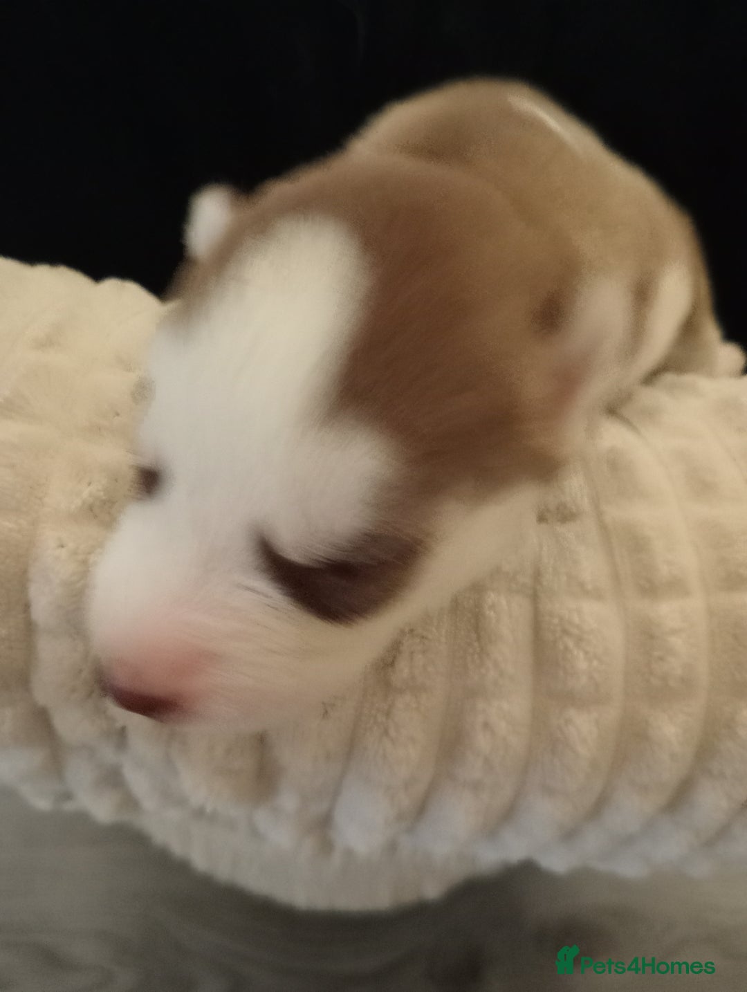Siberian Husky dogs for sale: Siberian Husky puppies  - Image 12