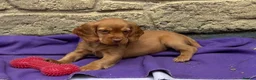 Cocker Spaniel dogs for sale: Cocker spaniel puppies - Advert 3