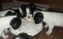 Jack Russell dogs for sale: KC Jack Russell pups, DNA Clear- LOA, SCA, PLL - Image 1