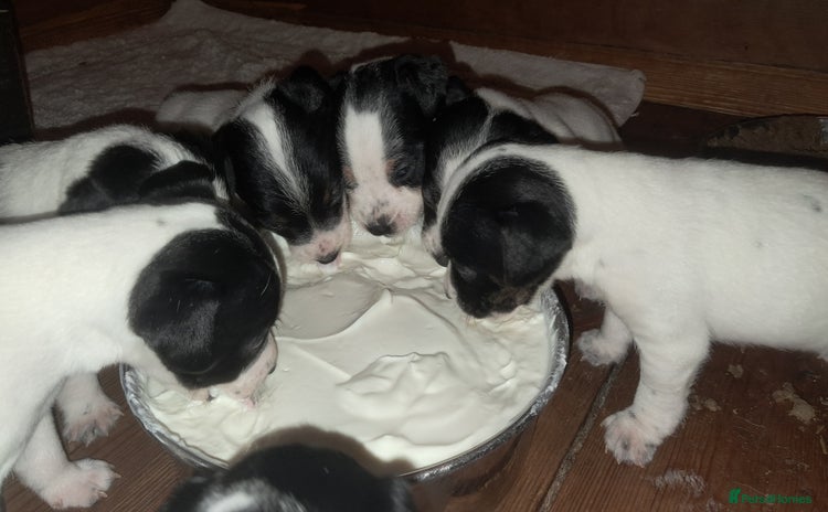 Jack Russell dogs - Advert 7