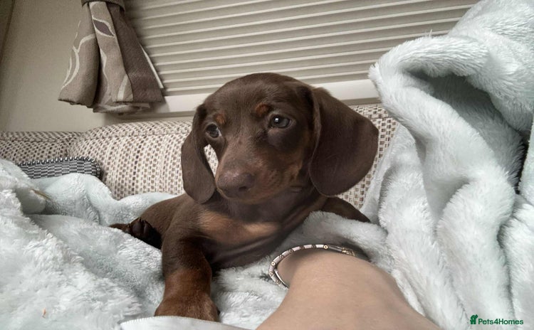 Miniature Dachshund dogs - Advert 9