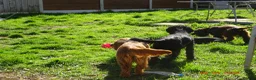Cocker Spaniel dogs for sale: 4 Working Cocker Spaniel Puppies - Advert 10
