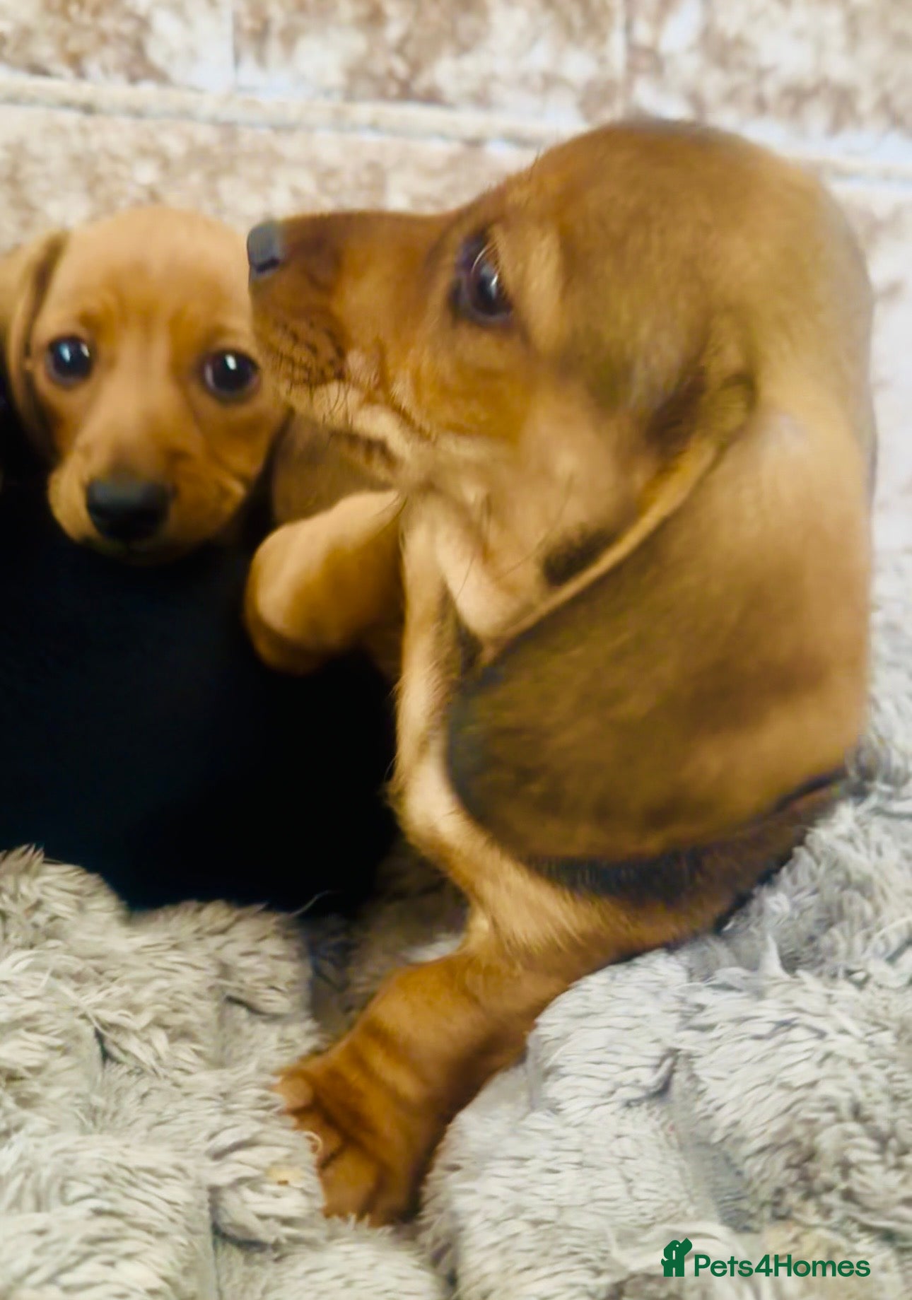 Miniature Dachshund dogs READY NOW✅ PASSED ALL HEALTH TEST 5 stars 🌟 ✅ - Advert 9