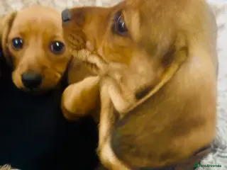 Miniature Dachshund dogs READY NOW✅ PASSED ALL HEALTH TEST 5 stars 🌟 ✅ - Advert 9