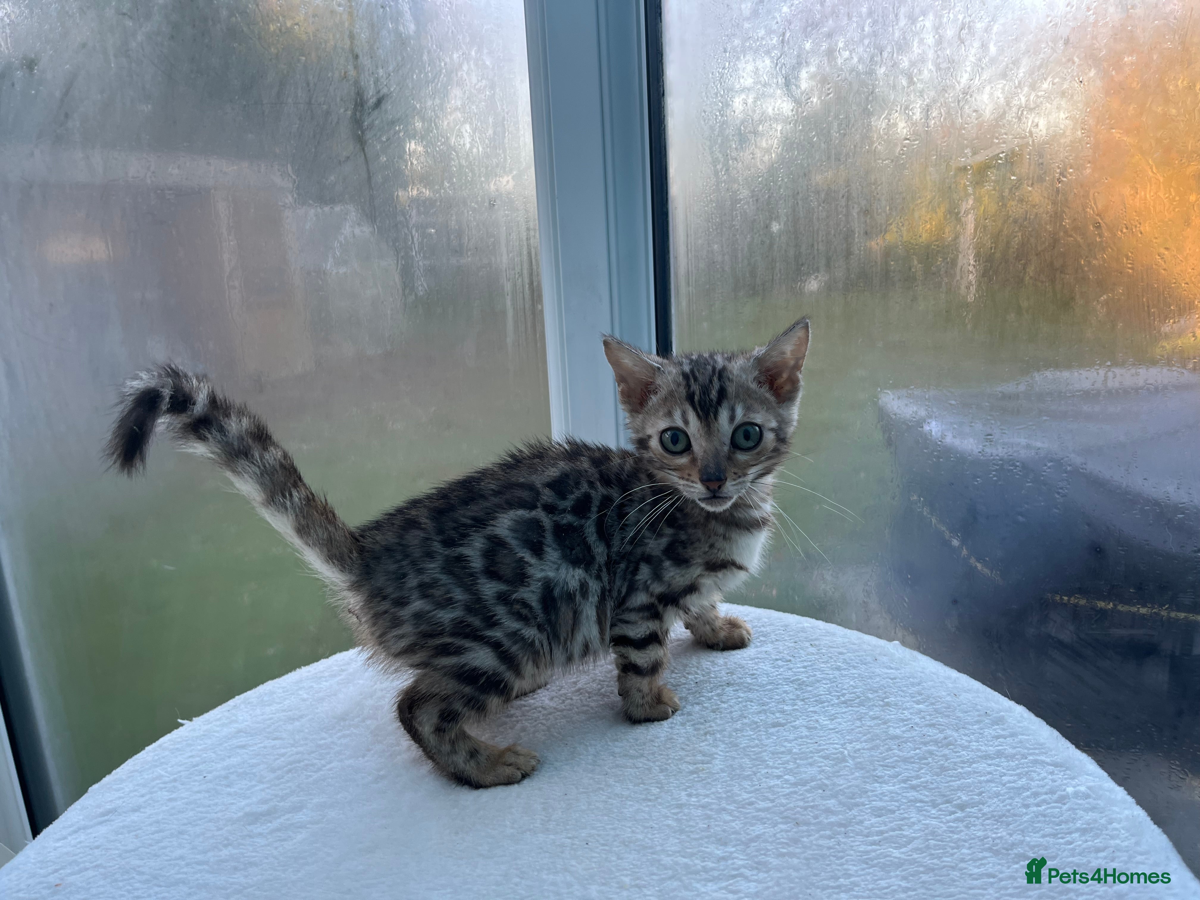 Bengal cats CUTE SILVER FEMALE BENGAL KITTEN (TICA)  - Advert 13