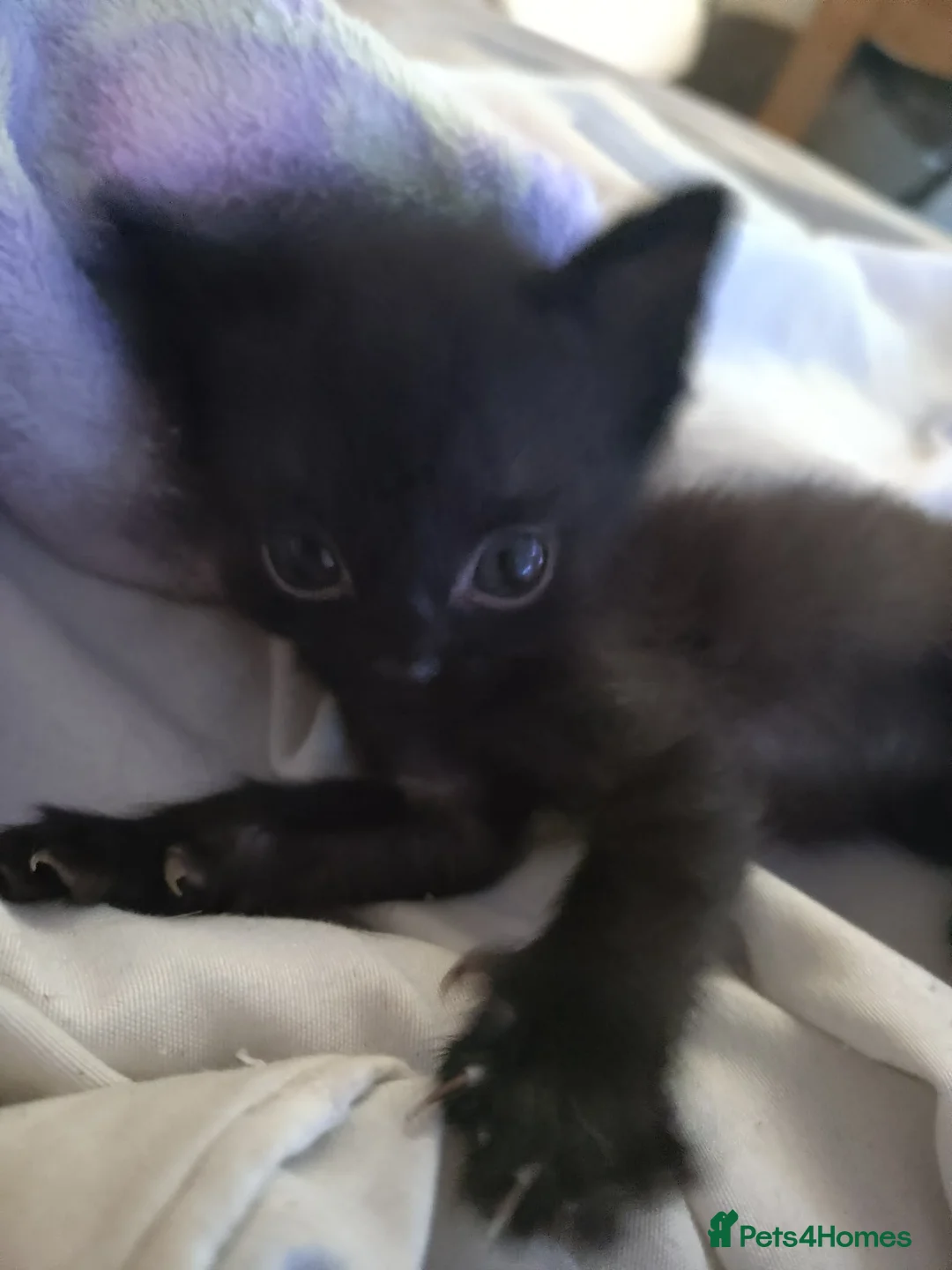 Domestic Shorthair cats for sale: Black kittens  in Wakefield - Advert 2