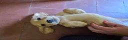 Cocker Spaniel dogs for sale: Beautiful working cocker spaniels - Advert 17