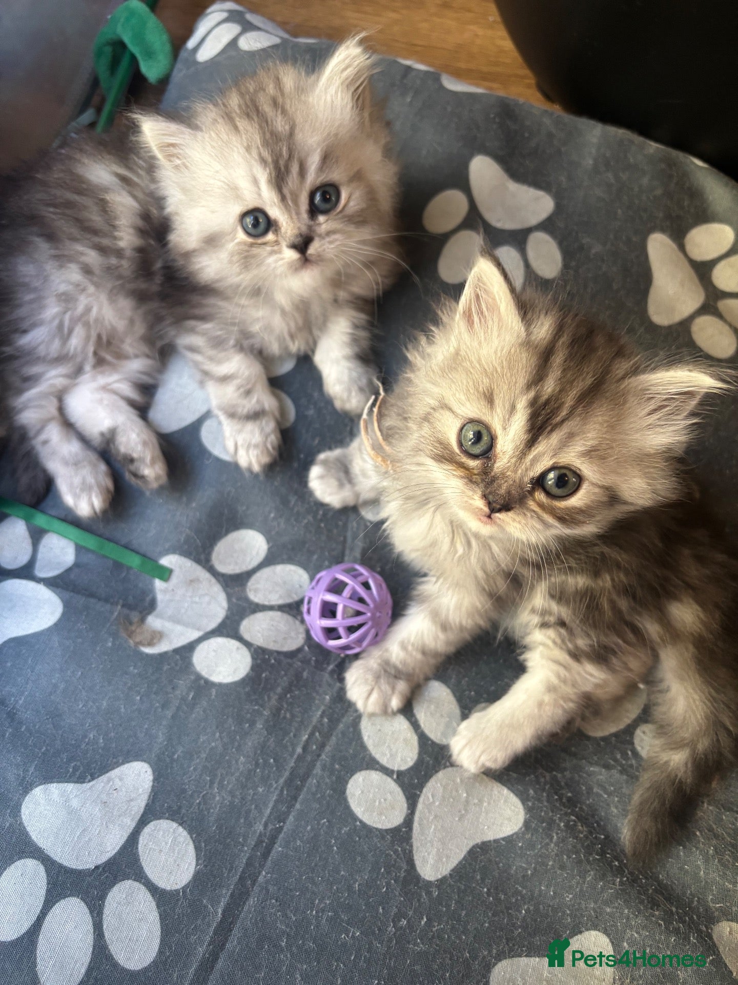 Ragdoll cats Ragdoll / Persians - Only 2 Girls left!!  - Advert 2