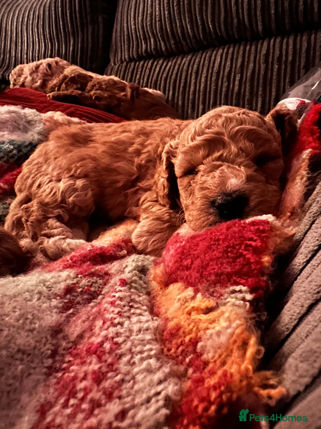 Cockapoo dogs for sale: Cockapoo puppies - Image 6