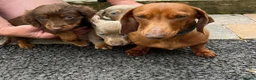 Miniature Dachshund dogs for sale: miniture dachshund - Advert 1