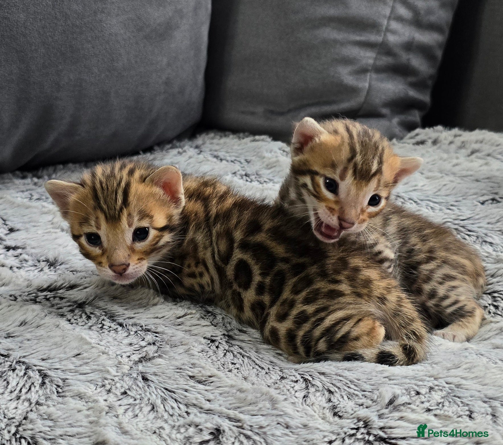 Bengal cats 2 TICA brown bengal kittens ready for reservation! - Advert 1