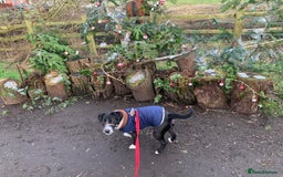 Mixed Breed dogs for adoption: BERTIE - a Lovely boy for a Loving Home - Image 2